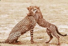 Kleinbild-Dia · Kilimandscharo - Gebarden