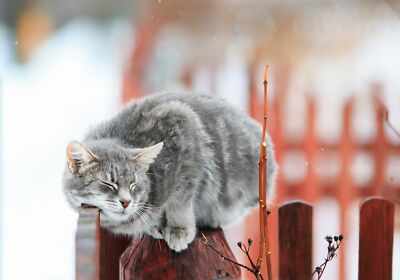 Anime Cat Cute Depth Of Field Pet Winter  Gaming Mat Desk 11677