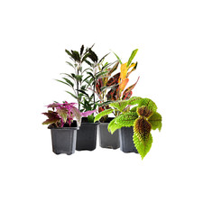 4PK 3 -Pot Live Plant Collection, No Duplicates for up to Four Packs 16 Plants