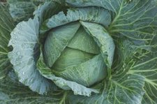 Late Flat Dutch Cabbage Seeds, Cabbage Wraps, NON-GMO, Heirloom, FREE SHIPPING