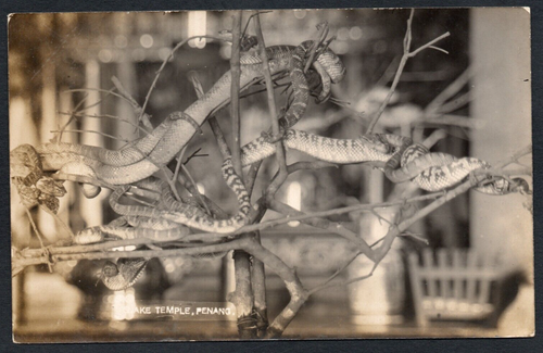 Postcard Penang Malaysia the Snake Temple snakes - Foto 1 di 2