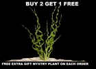 Vesuvius Sword (Echinodorus Angustifolia) - BUY2GET1FREE - Live Aquarium Plant