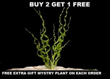 Vesuvius Sword (Echinodorus Angustifolia) - BUY2GET1FREE - Live Aquarium Plant