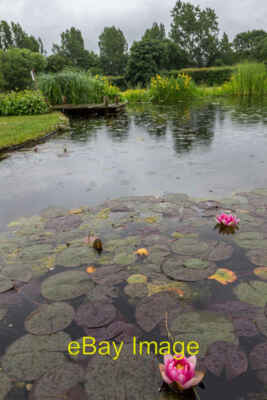 Photo 6x4 Water Lilies, Capel Manor, Enfield Bulls Cross These flowers we c2013