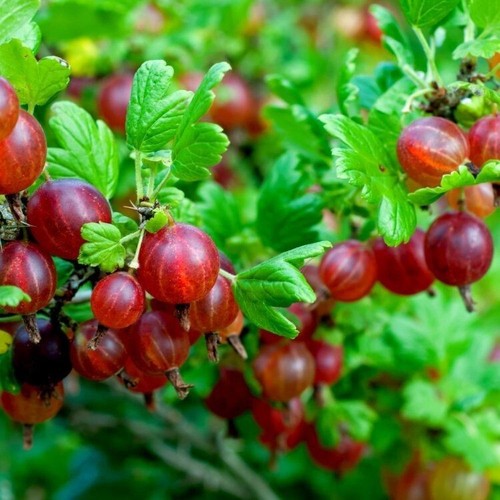 GOOSEBERRY RED - RIBES UVA-CRISPA (30 SEEDS)
