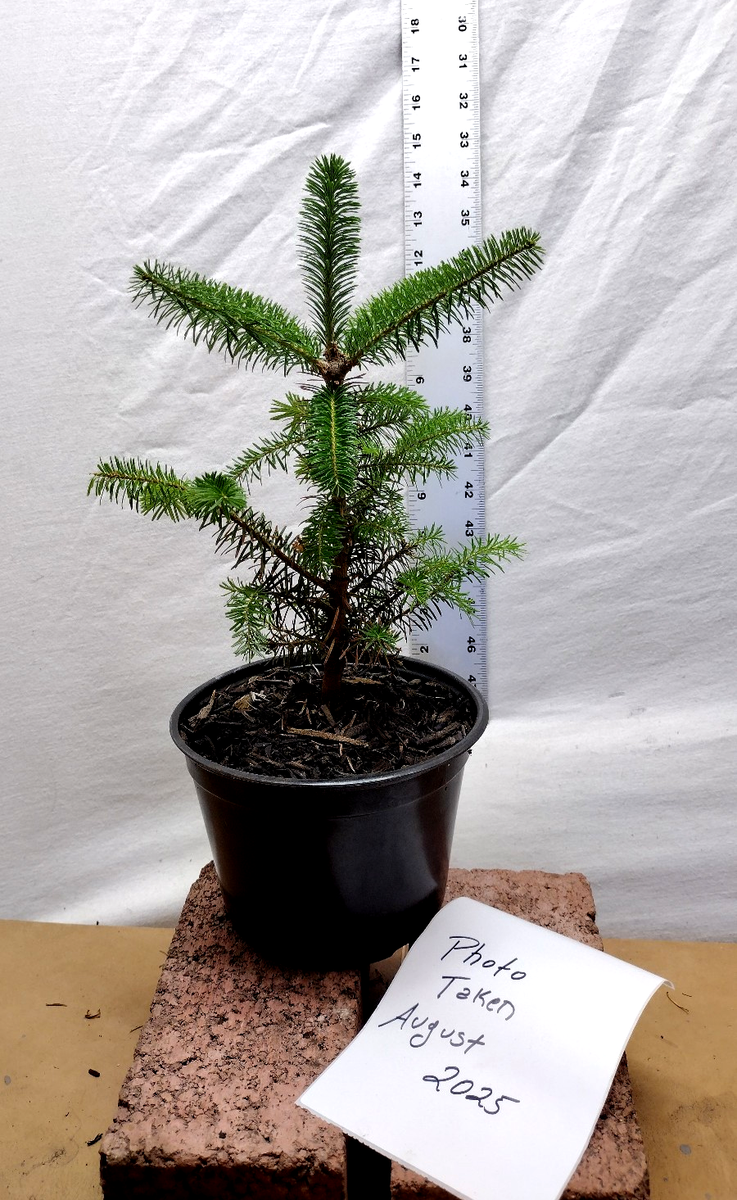 Fraser fir live 3 year old potted tree. Abies fraseri. Mountain