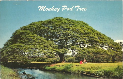 Hawaiian Monkey Pod Baum perfekt geformter Baum gefunden in Hawaii Postkarte