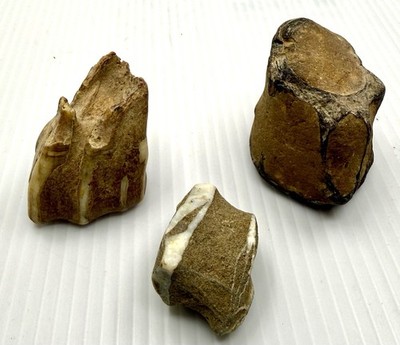Unknown Fossilized Animal Vertebrate & Tooth Found Columbia River Washington