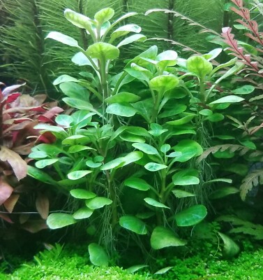 Lobelia Cardinalis, Small Form +EXTRA,  No Snail, No Algae, Live Aquarium Plants