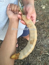 10 SEEDS TAMARIND GIANT TAMARINDUS INDICA FRUIT RARE FRESH TREE PLANT