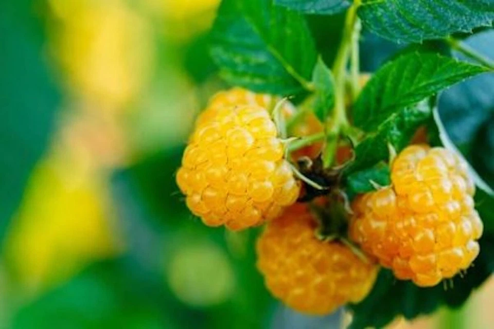 HONEY YELLOW raspberry -TOTAL 5 PLANTS - Image 2 of 2
