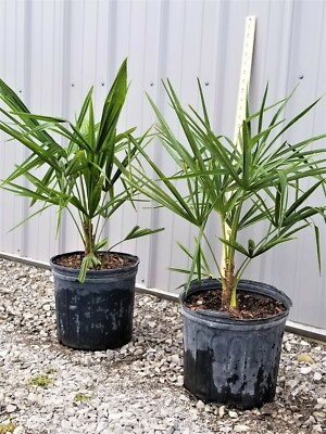 Windmill Palm Tree, Large 3 Gallon, Cold Hardy | eBay