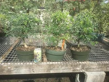 BRAZILIAN RAINTREE MEDIUM  INDOOR BONSAI BONSAI 8  INCH POT