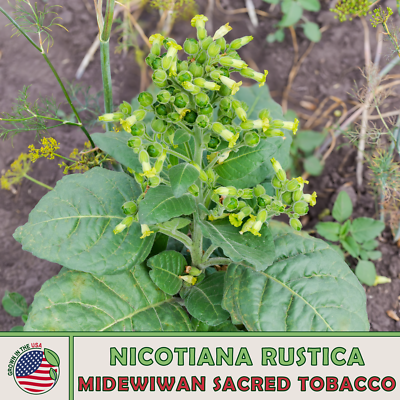 where to buy sacred tobacco 1000 Midewiwan Sacred Tobacco Seeds, Nicotiana rustica, Native Wildflower