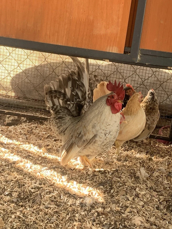 Huevos para incubar Serama 6+ Foto 2 de 4