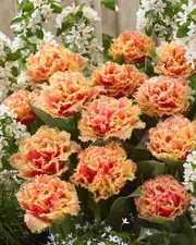 TULIP BRISBANE Double Fringed (4) Flower Bulbs BOLD & BEAUTIFUL - RICH & ELEGANT