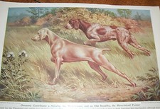 Walter Weber Weimaraner & German Shorthaired Pointer bookplate 1947 National Geo