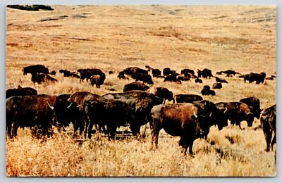 Animals~Bison Herd Scene In The Plains~PM 1968~Handlebar Brand Vintage Postcard