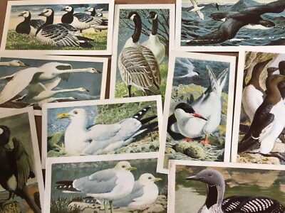 Wild Birds in Britain c1960s Brooke Bond Tea Cards Series of 50
