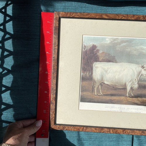 set of 2 Earl Spencer’s prized OX at Springfield christmas 1835 Print framed - Picture 4 of 10