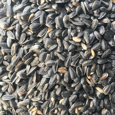 #ad Black Oil Sunflower Seeds Bird Feed $6.99