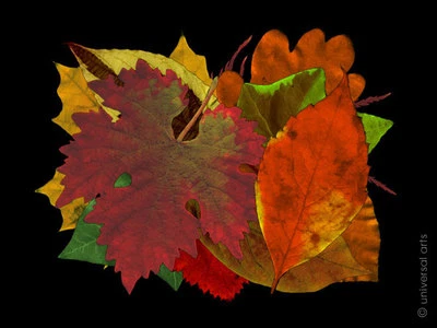 MARIO STRACK -  Leaves 3 limitiert Grafik Original signiert Druck Kunst Bilder  - Bild 1 von 3