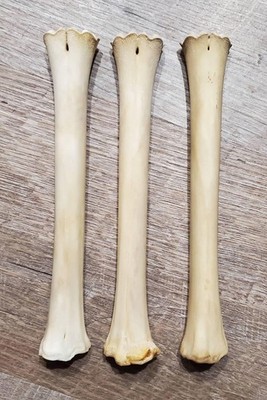 Pronghorn Antelope Leg Bone