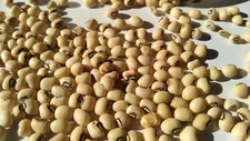 Black Eyed Cowpea Seeds Natural Organic Dry Seeds Vegetarian Cowpea 200g 