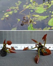 rosa Zwergseerose für das Aquarium Deko !