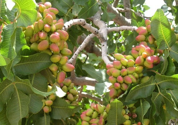 Foto 4 di 5