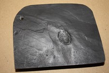 Koralle Replik Bundenbach (ES 56)