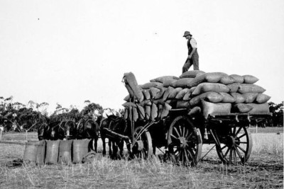 Nyah West Victoria 1932 - Ein Mann Ladewagen mit Getreidesäcken o - 4x6 Foto