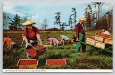 Harvesting Cranberries on Cape Cod Massachusetts MA Postcard