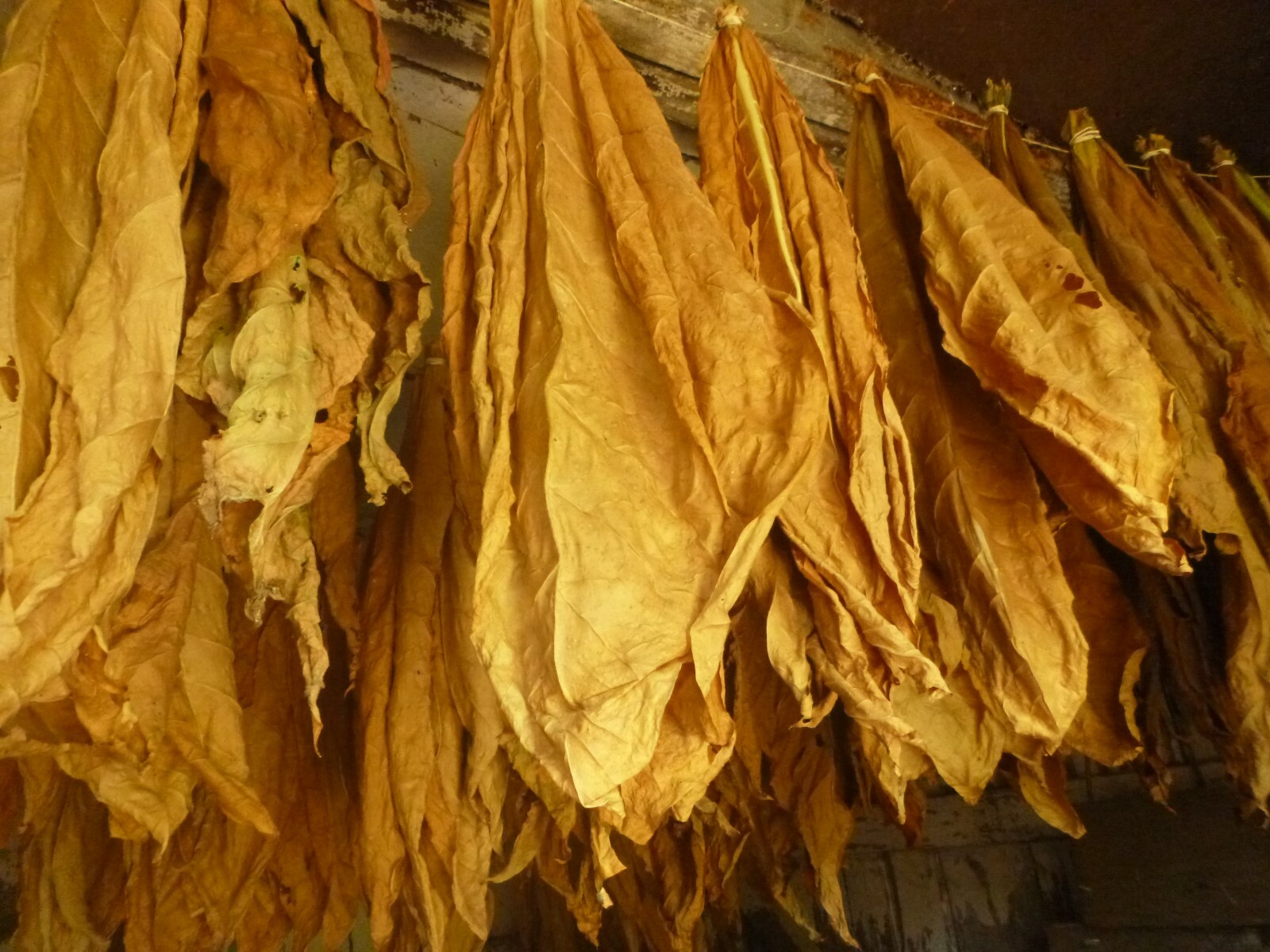 Golden Burley Heirloom Tobacco Seed 1,000+ Seeds HUGE YIELDS! eBay