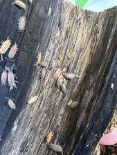 20 Count Candy Mix Isopods Porcellionides pruinosus 2 day UPS