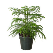 Norfolk Island Pine • Araucaria heterophylla • Living Christmas Tree • 6" or 8"