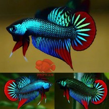 Wild Betta Imbellis Green Red Tail PNPV Usa Premium Tropical Aquarium Fish