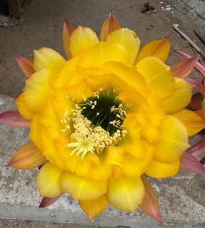 TRICHOCEREUS HÍBRIDO KA2021.78.16 Floración 16 cm