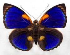 Agrias 2頭、　　 Phalcidon Agrias phalcidon fournierae - AgriasButterflies.com