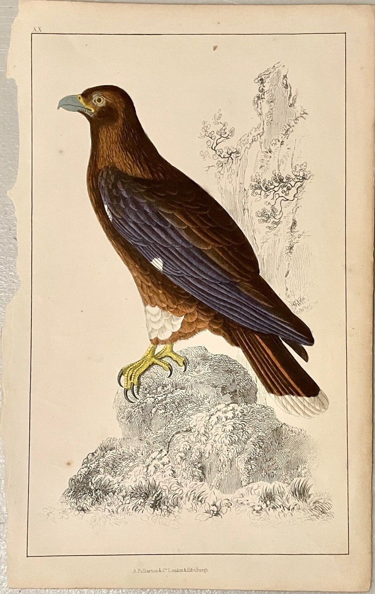 History of Earth and Animated Nature hand colored bird print 1850