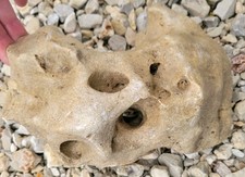 Texas/TN Holey Rock 6"x 8" Aquarium Reptile Honeycomb Limestone