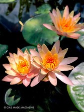 Color Changing Nymphaea Sioux Hardy Water Lily Tuber Live Plant