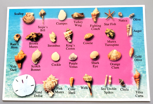 Vintage Postcard- The Oceans Treasures-28 Diff. Sea Shells from Florida-unposted - 第 1/2 張圖片