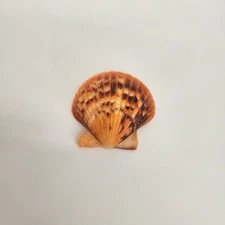 Atlantic Calico Orange Seashell