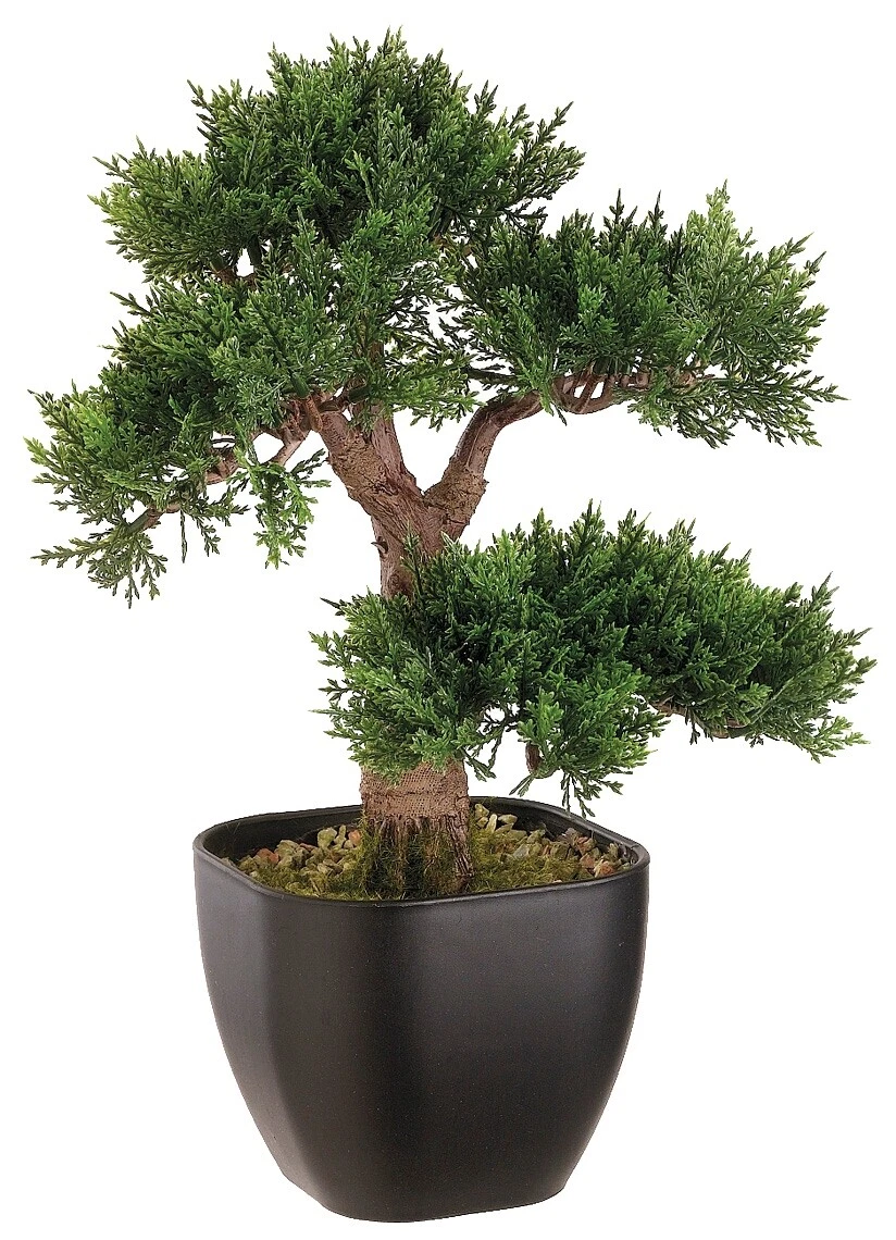 Cedar Tree Decoración Floral Negro