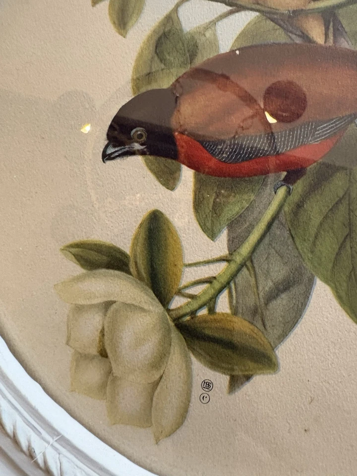 Impresión vintage de John Gould dos pájaros encaramados en rama ovalada marco de madera antiguo Foto 2 de 4