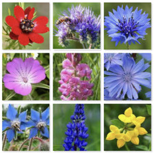  Wild Flower Seed Mix mix of 9 wild seeds Annual Meadow Plants Bees no grass 