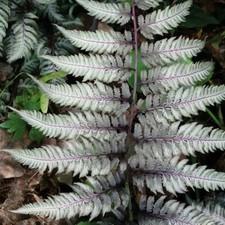 Athyrium Hardy Perennial Garden Plant 'Burgundy Lace' 1 or 3 x 9cm Pots T&M