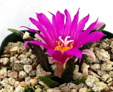 Cactus Plant - Ario carpus agavoides - RARE, Matured Blooming Plant!