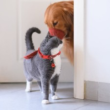 Christmas Felt Pet Collar with Jingle Bell for Dogs Cats 35 cm Size